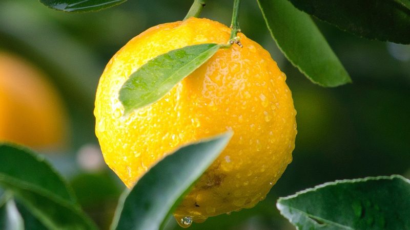生物制品质量控制：第三方检测机构的角色与重要性**